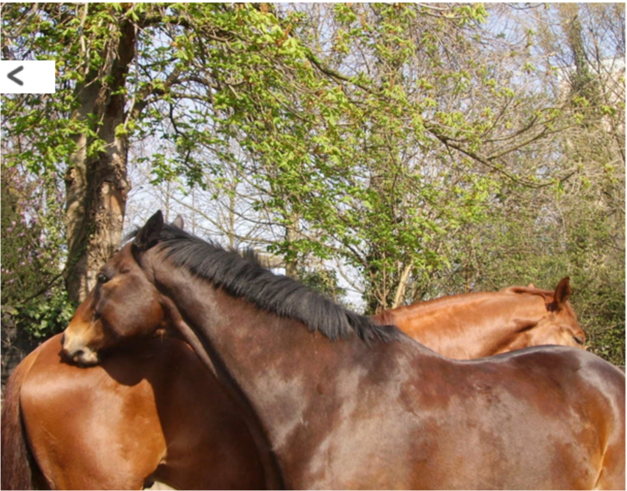 Detailaufnahme Pferd