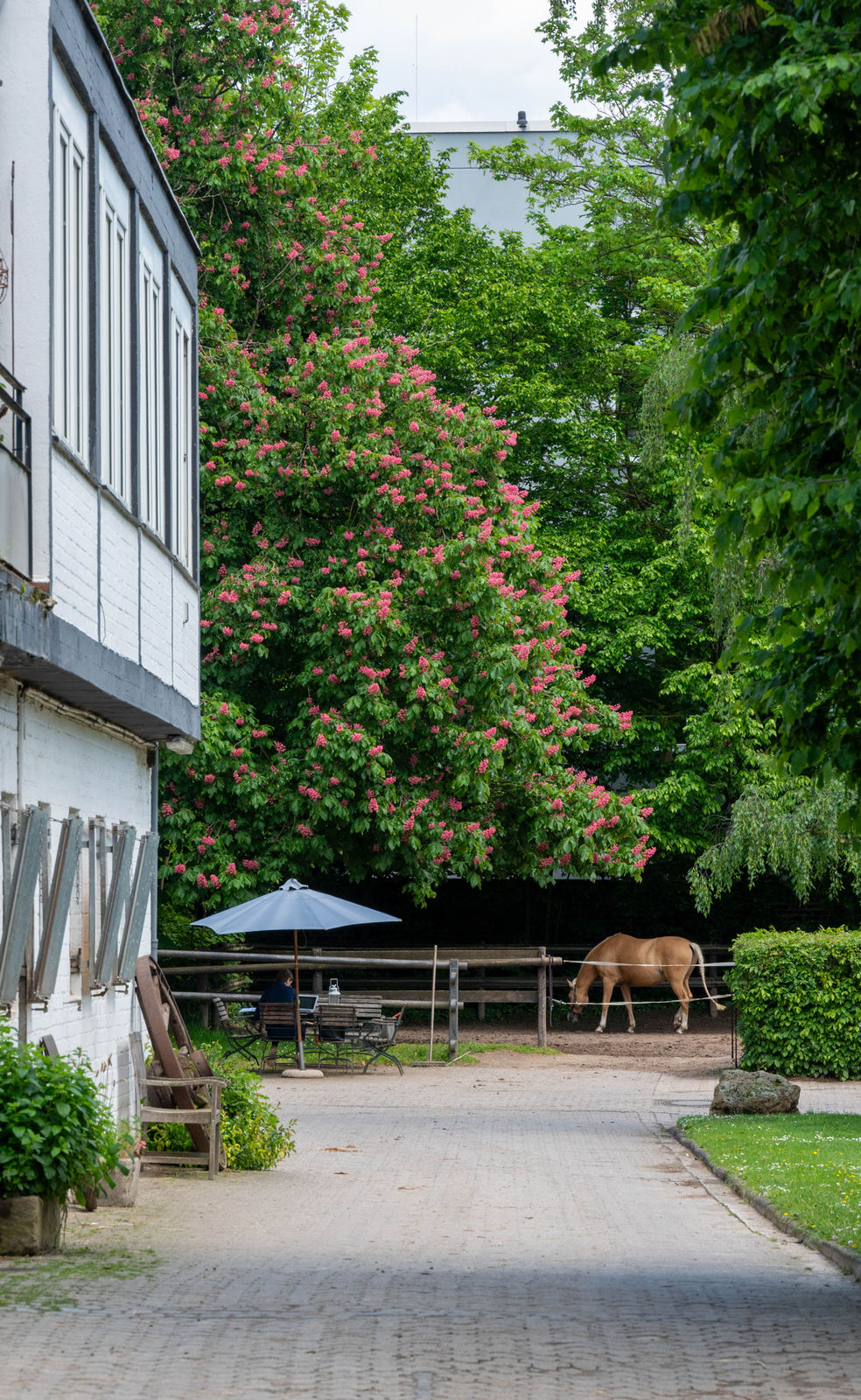 Pferde in den Außenställen auf Gut Keuschhof